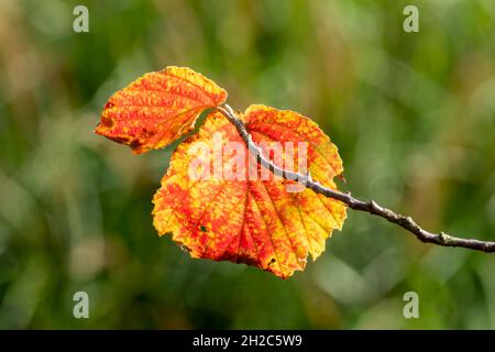 Herbstfarbe eines Hamamelis (Hamamelis x Intermedia) Baumstrauch-Blattes mit orange-gelb-goldenen Blättern während der Herbstsaison im November, gezeigt A Stockfoto