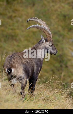 Alpine Ibex ( Capra Ibex ), kräftiger Bock, Männchen im wunderschönen Hochgebirge des Berner Oberlandes, Schweizer Alpen, Blick hinunter ins Tal, Stockfoto