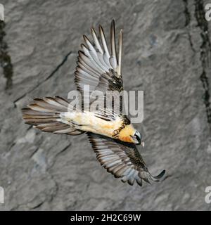 Bartgeier ( Gypaetus barbatus ) im Segelflug, vor einer steilen Klippe / Hang fliegen, großer majestätischer Greifvogel, Wildtiere, Schweizer Alpen, Stockfoto