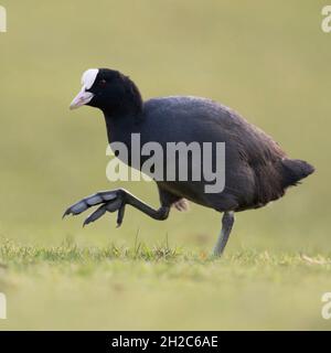 Eurasische Eisbeine ( Fulica atra ), die durch Gras läuft und ihre riesigen Füße zeigt, lustiges Bild, Tierwelt, Europa. Stockfoto