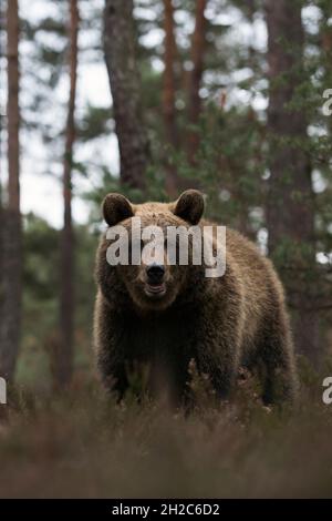Eurasischer Braunbär ( Ursus arctos ) am Rande eines Kiefernwaldes, stehend in trockener Heide, frontal tiefer Blickwinkel, Europa. Stockfoto