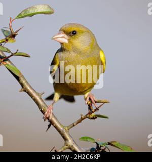 Europäischer Grünfink ( Carduelis chloris ), männlicher Vogel, der auf einem dornigen Ast thront und aufmerksam umherschaut, frontale Ansicht, Tierwelt, Europa. Stockfoto