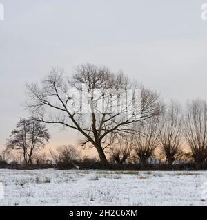 pollard-Baumreihe neben einer schneebedeckten Nasswiese, in der Nähe von Düsseldorf, Ilvericher alter Rheinschleuder, Ivericher Altrheinschlinge, Strümper Bruch. Stockfoto