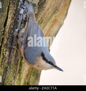 Eurasischer Nuthatch ( Sitta europaea ), der einen Baum hinunterklettert und in typischer Pose die Tierwelt Europas (Deutschland) beobachtet. Stockfoto