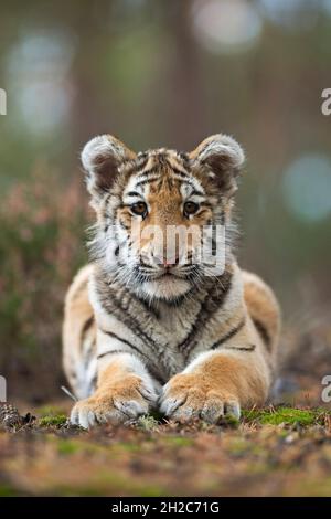 Bengal Tiger ( Panthera tigris ), junges süßes Junge, auf dem Boden eines Waldes ruhend, frontale Ansicht, mit seinen riesigen Pfoten. Stockfoto