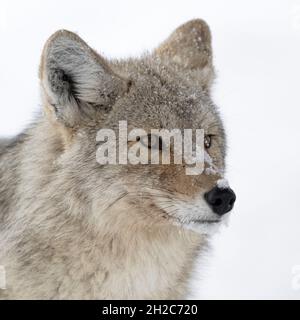 Coyote (Canis latrans) im Winter, Nahaufnahme eines erwachsenen Tieres im Schnee, detailgedeckter Kopfschuss, bedeckt mit Schneeflocken, Wildtiere, Yellowstone NP, USA. Stockfoto