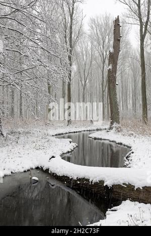 Winterpause, schneebedeckter Sumpfwald in der Niederrheinregion, Nordrhein-Westfalen, Deutschland, Europa. Stockfoto