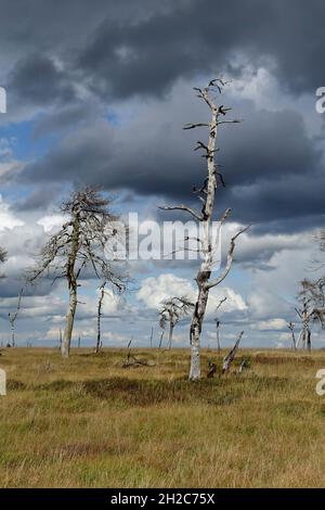 Noir Flohay im Hohen Venn, ein Hochmoor in der Eifel mit malerischen alten toten Bäumen Jahre nach einem Brand, ein berühmtes Naturschutzgebiet in Belgien, in der Nähe Stockfoto