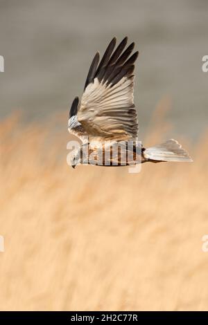 WESTERN Marsh Harrier ( Circus aeruginosus ) im Flug, fliegen über goldenes Schilf, auf der Suche nach Beute, Wildtiere, Niederlande, Europa. Stockfoto