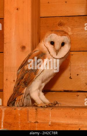 Scheune Owl ( Tyto alba ) sitzt in der hölzernen Fachwerk einer Kirche, Tierwelt, Europa. Stockfoto