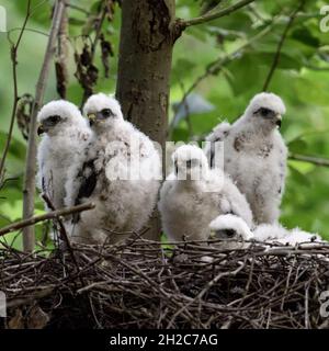 Sparrowhawks ( Accipiter nisus ), junge Küken, die in ihrem Horst sitzen, hoffnungsvoll zuschauen, auf Nahrung warten, Wildtiere, Europa. Stockfoto