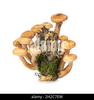 Waldpilze von Honigpilz Armillaria isoliert auf weißem Hintergrund Stockfoto