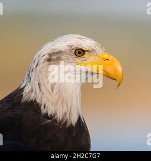 Glatzenadler ( Haliaeetus leucocephalus ), Headshot, close-up, detailierte Aufnahme, Portrait of American Eagle, USA. Stockfoto