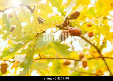 Herbstgelbe Blätter von Eichenbaum Sonne Lichter. Wunderschöne Naturlandschaft. Stockfoto