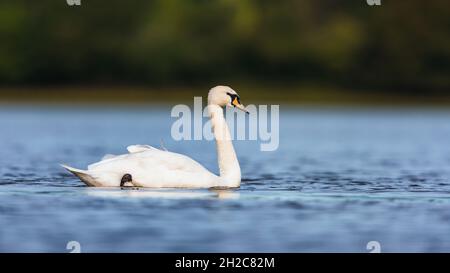 Stummer Schwan, Schwäne, Cygnus färben sich auf dem Wasser im Lebensraum Stockfoto