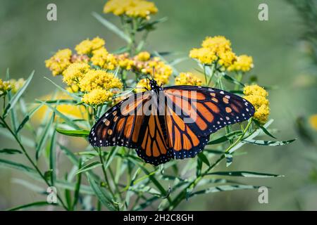 Ich fotografierte diesen Monarchschmetterling, der auf einer Goldrutenpflanze auf dem Waldstück meiner Nachbarn im zentralen Door County WI ruht. Stockfoto
