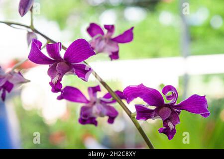 Schöner Orchideenblütenstrauß Stockfoto