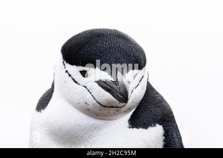 Nahaufnahme eines Chinstrap-Pinguins, Pygoscelis antarcticus, Half Moon Island, Antarktis. Antarktis. Stockfoto