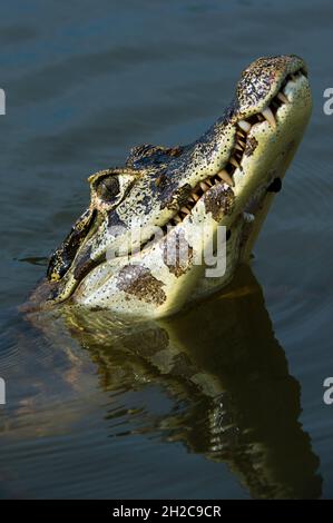 Ein jacare caiman, Caiman yacare, Blick nach oben. Rio Claro, Pantanal, Mato Grosso, Brasilien Stockfoto