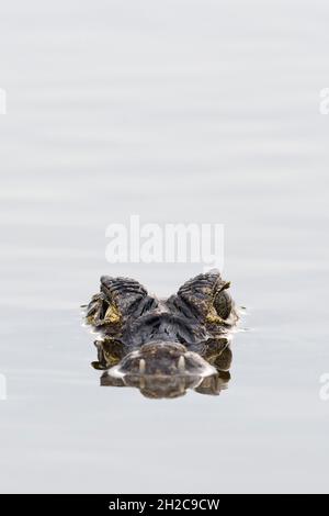 Ein jacare caiman, Caiman yacare, an der Wasseroberfläche. Pantanal, Mato Grosso, Brasilien Stockfoto