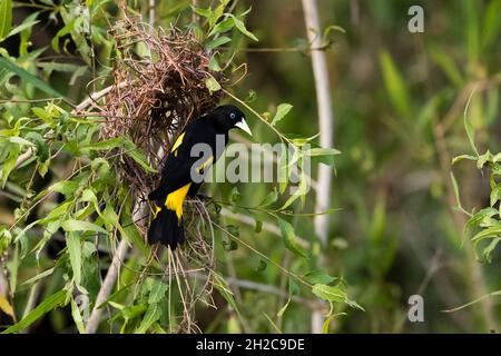 Ein gelbwühliger Cacique, Cacicus cela, am Nest. Pantanal, Mato Grosso, Brasilien Stockfoto