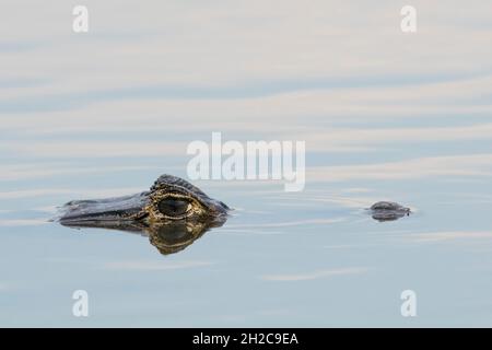 Ein jacare caiman, Caiman yacare, an der Wasseroberfläche. Pantanal, Mato Grosso, Brasilien Stockfoto