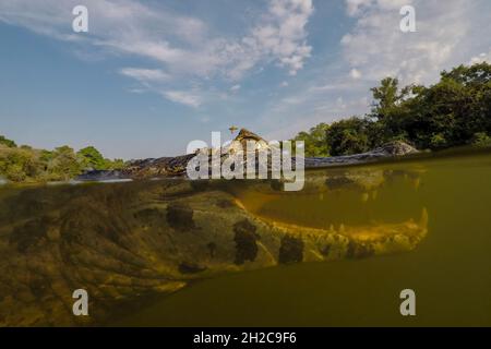 Nahaufnahme eines Jacare Caiman, Caiman Yacare, im Rio Claro. Rio Claro, Pantanal, Mato Grosso, Brasilien Stockfoto