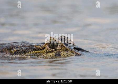 Ein jacare caiman, Caiman yacare, an der Wasseroberfläche. Pantanal, Mato Grosso, Brasilien Stockfoto