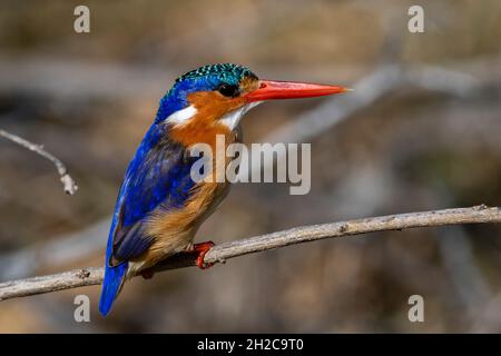 Ein Eiskönigsfischer, Alcedo cristata. Moremi Game Reserve, Okavango Delta, Botswana Stockfoto