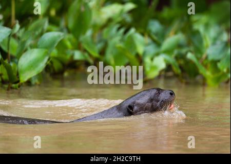 Ein riesiger Flussotter, Pteronura brasiliensis, schwimmend im Fluss. Mato Grosso Do Sul, Brasilien. Stockfoto