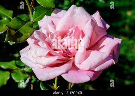 Eine große und zarte, leuchtend rosa Rose in voller Blüte in einem Sommergarten, bei direkter Sonneneinstrahlung, mit verschwommenen grünen Blättern im Hintergrund Stockfoto