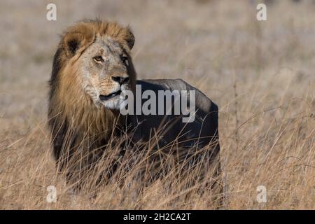 Porträt eines männlichen Löwen, Panthera leo. Savuti, Chobe National Park, Botswana Stockfoto