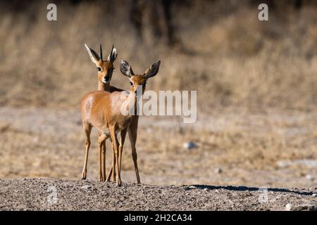 Ein Paar Steenboks, Raphicerus campestris. Kalahari, Botswana Stockfoto