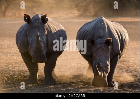 Zwei weiße Nashörner, Ceratotherium simum, stehen und blicken auf die Kamera. Kalahari, Botswana Stockfoto