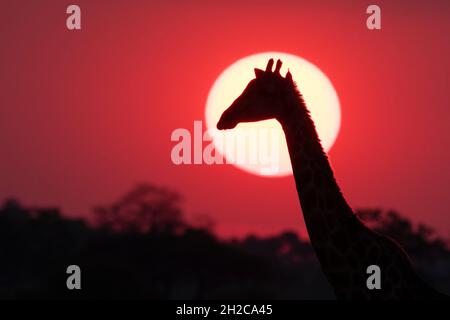 Eine Giraffe, Giraffa camelopardalis, bei Sonnenuntergang. Savuti, Chobe National Park, Botswana Stockfoto