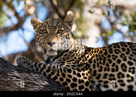 Porträt eines Leoparden, Panthera pardus, der sich auf einem Baum ruht und die Kamera anschaut. Khwai-Konzession, Okavango-Delta, Botswana Stockfoto