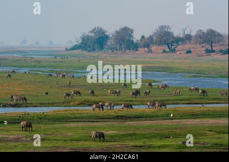 Eine große Herde von Burchells Zebras, Equus burchelli, grast entlang der Ufer des Chobe River. Chobe River, Chobe National Park, Botswana. Stockfoto