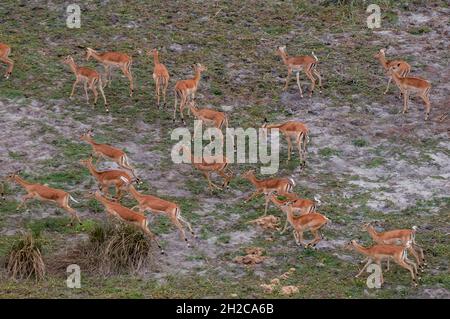 Eine Luftaufnahme einer Herde von Impalas, Aepyceros melampus. Okavango Delta, Botswana. Stockfoto