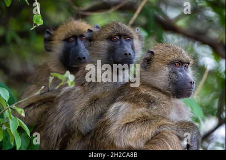 Drei Chacma-Paviane, Papio ursinus, sitzen in einem Baum im Chobe National Park. Botswana. Stockfoto