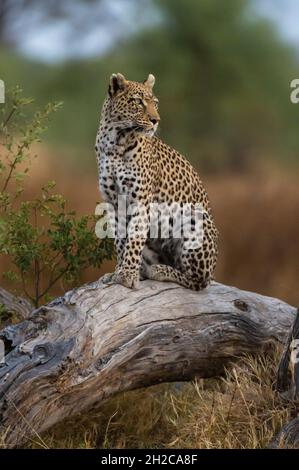 Ein Leopard, Panthera pardus, steht auf einem toten gefallenen Baum in der Khwai-Konzession des Okavango-Deltas. Botswana. Stockfoto