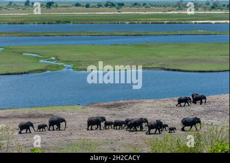 Eine Brutherde afrikanischer Elefanten, Loxodonta africana, die am Ufer des Chobe River entlang geht. Chobe River, Chobe National Park, Botswana. Stockfoto
