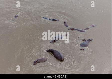 Eine Luftaufnahme einer Herde von Nilpferden, Hippopotamus amphibius, im Wasser. Okavango Delta, Botswana. Stockfoto