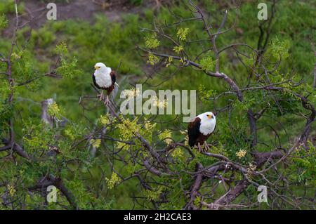 Eine Luftaufnahme eines Paares afrikanischer Fischadler, Haliaeetus vocifer, die in einem Baum sticht. Okavango Delta, Botswana. Stockfoto