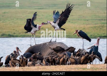 Afrikanische Weißrückengeier, Gyps africanus und Marabou-Störche, Leptoptilos crumenigerus, ernähren sich von einem afrikanischen Elefantenkadaver, Loxodonta african Stockfoto