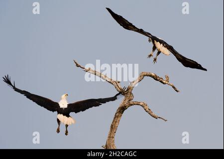 Zwei afrikanische Fischadler, Haliaeetus vocifer, landen auf einem toten Ast. Chobe National Park, Botswana. Stockfoto