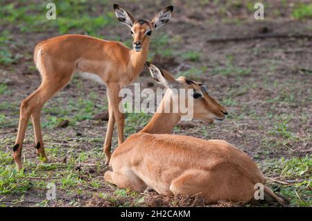 Porträt eines Impalas, Aepyceros melampus, der mit ihrem Kalb ruht. Chobe National Park, Botswana. Stockfoto