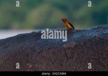 Ein Rotschnabel-Ochspecht, Buphagus erythrorhynchus, der auf dem Rücken eines Nilpferdes ruht. Chobe National Park, Botswana. Stockfoto