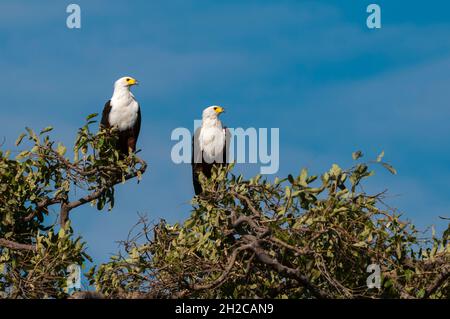 Ein Paar afrikanischer Fischadler, Haliaeetus vocifer, die in einem Baumkeule stehen. Chobe National Park, Botswana. Stockfoto