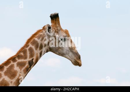 Eine männliche südliche Giraffe mit einem Gelbschnabelspecker, Buphagus africanus, auf dem Hals. Khwai Konzession Area, Okavango, Botswana. Stockfoto