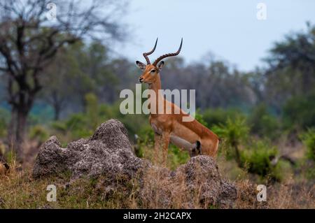 Ein dominanter männlicher Impala, Aepyceros melampus, überblickt das Gebiet von der Spitze eines Termitenhügels aus. Khwai Konzession Area, Okavango, Botswana. Stockfoto